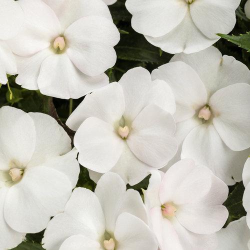 Impatiens x hybrida 'SAKIMP027' ~ SunPatiens® Compact White Impatiens-ServeScape