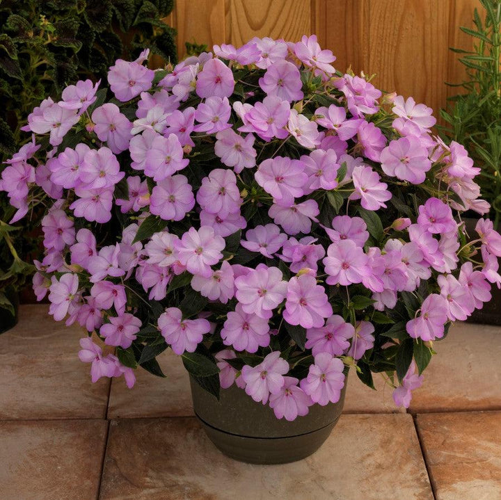 Impatiens x hybrida 'SAKIMP054' ~ SunPatiens® Compact Orchid Blush Impatiens-ServeScape