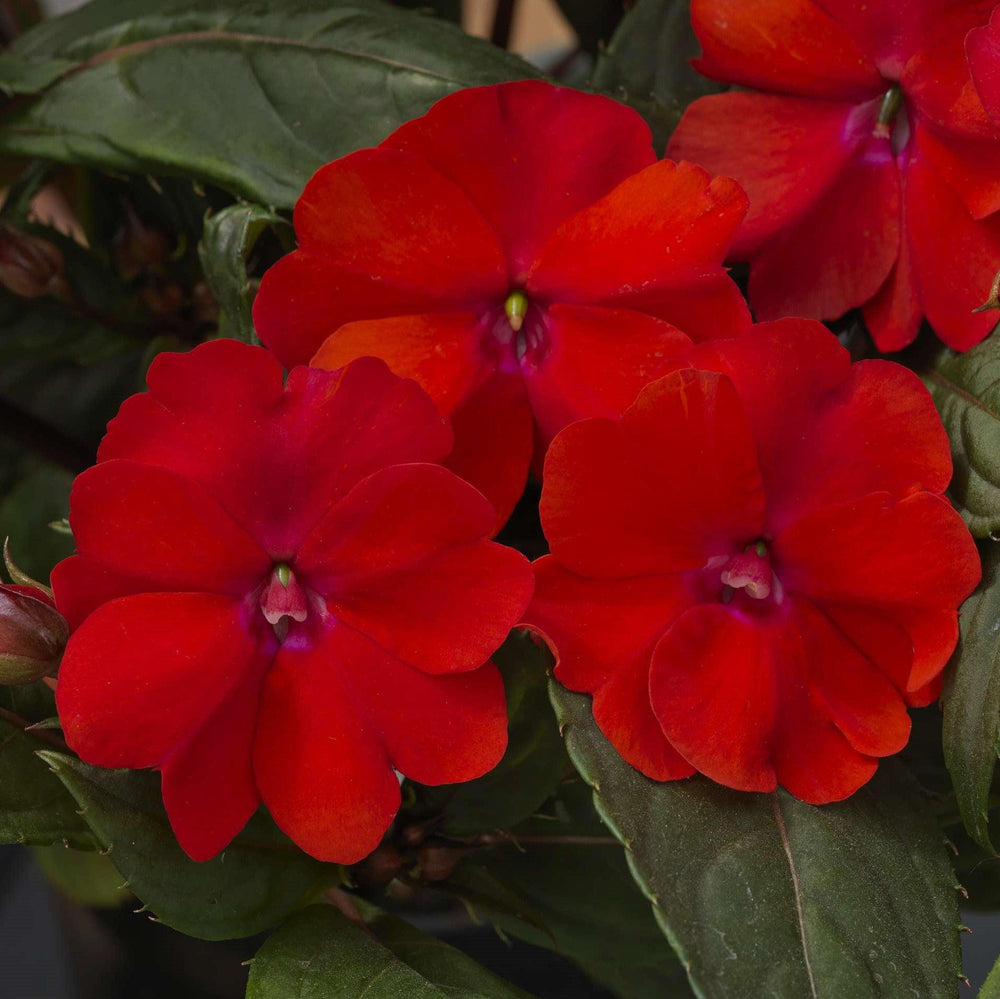 Impatiens x hybrida 'SAKIMP030' ~ SunPatiens® Compact Red Impatiens-ServeScape