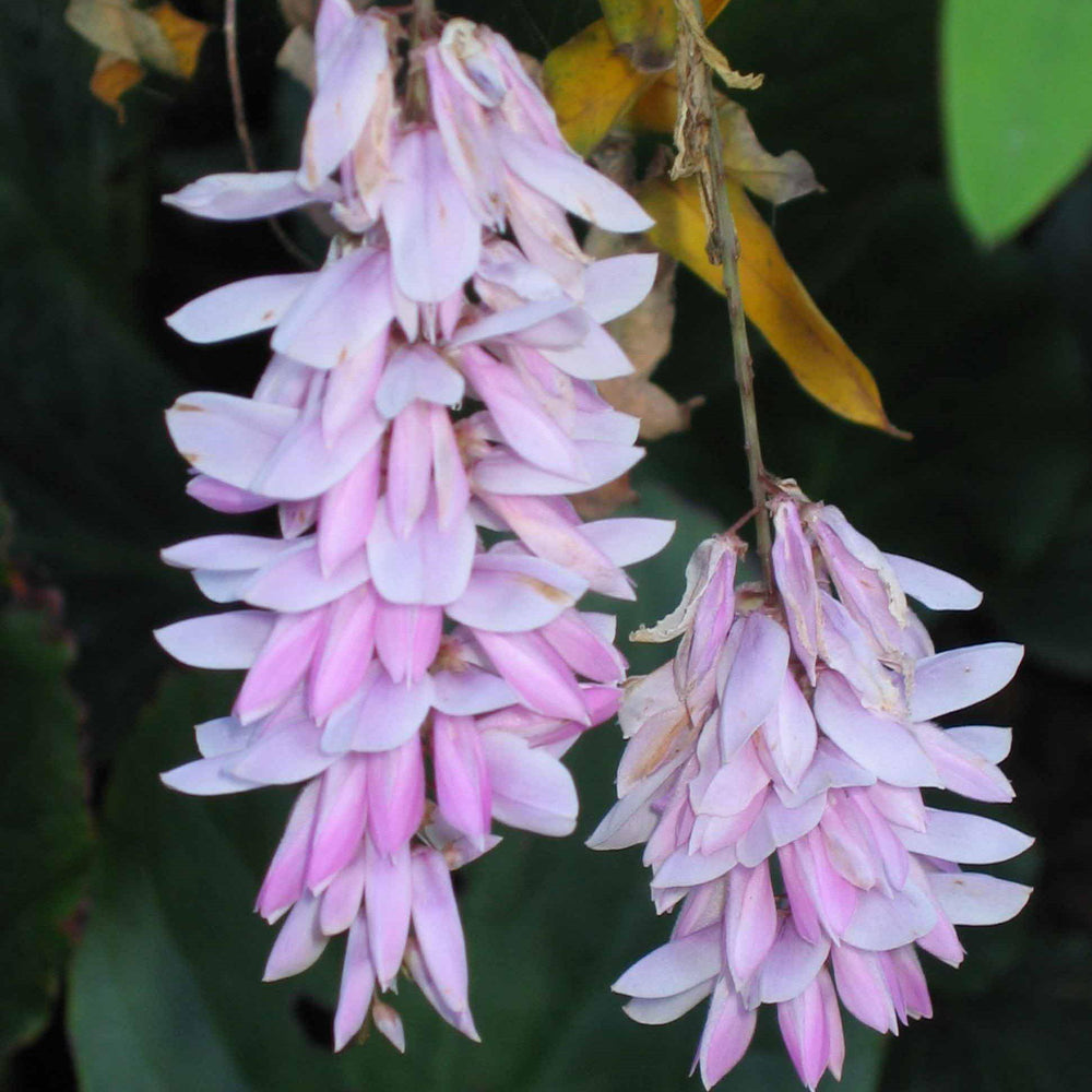 Indigofera decora ~ Chinese Indigo-ServeScape