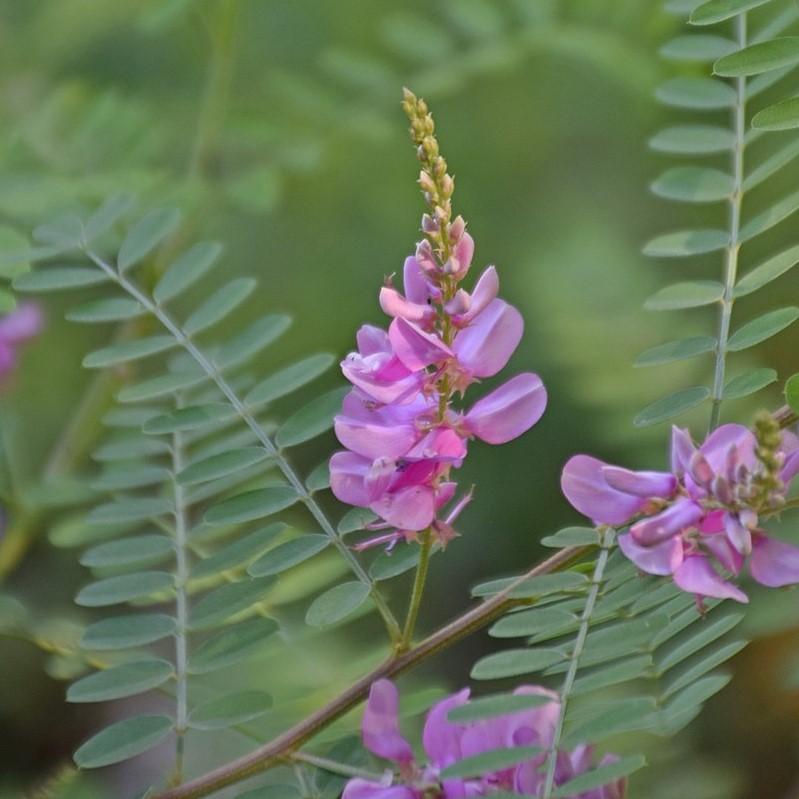 Indigofera decora ~ Chinese Indigo-ServeScape