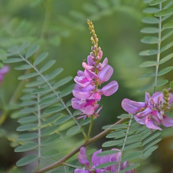 Indigofera decora ~ Chinese Indigo-ServeScape