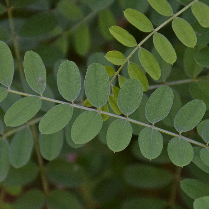 Indigofera decora ~ Chinese Indigo-ServeScape