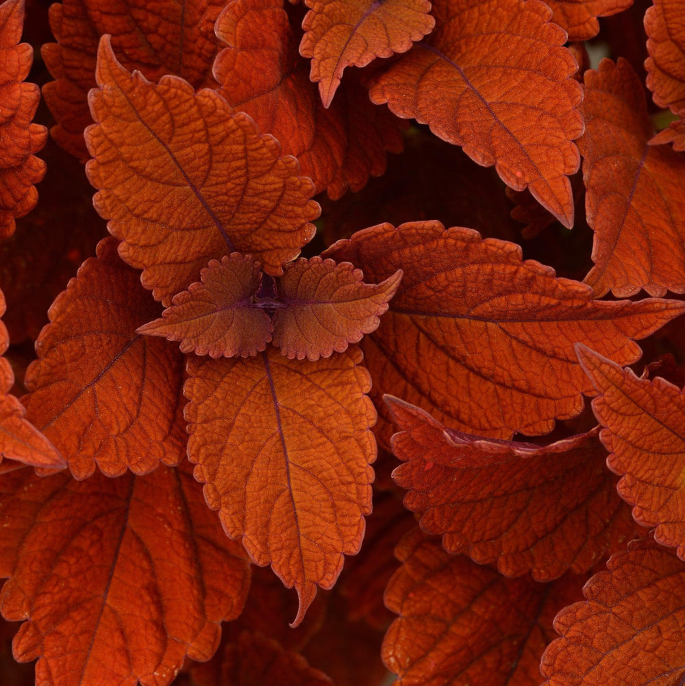 Solenostemon scutellarioides ‘UF13-26-7’ ~ Inferno Coleus-ServeScape
