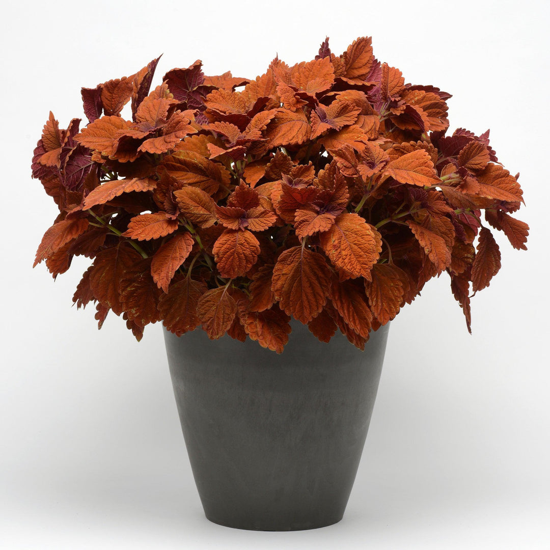 Solenostemon scutellarioides ‘UF13-26-7’ ~ Inferno Coleus-ServeScape