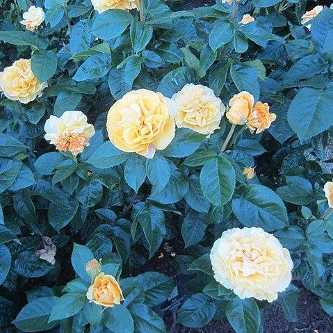 Rosa 'WEKsirjuci' ~ Happy Go Lucky™ Rose-ServeScape