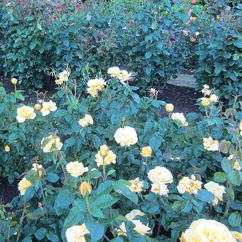 Rosa 'WEKsirjuci' ~ Happy Go Lucky™ Rose-ServeScape