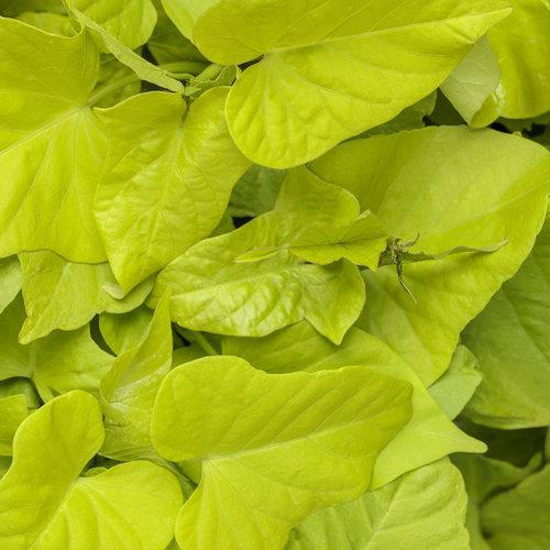 Ipomoea batatas 'Margarita' ~ Proven Accents® Margarita Sweet Potato Vine-ServeScape