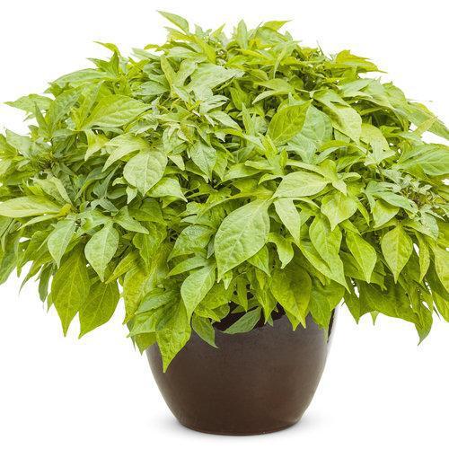 Ipomoea batatas 'NCORNSP-025SCK' ~ Proven Accents® Sweet Caroline Kiwi™ Sweet Potato-ServeScape