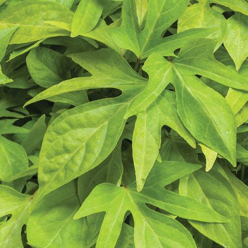 Ipomoea batatas 'NCORNSP-025SCK' ~ Proven Accents® Sweet Caroline Kiwi™ Sweet Potato-ServeScape
