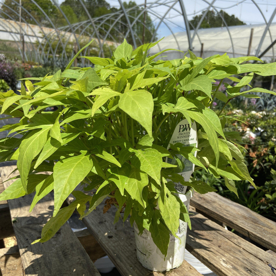 Ipomoea batatas ‘sweet Caroline light green’ ~sweet potato vine - Delivered By ServeScape