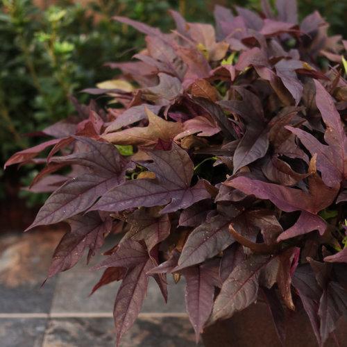 Ipomoea hybrid 'NCORNSP-026SCRH' ~ Sweet Caroline Red Hawk™ Sweet Potato-ServeScape