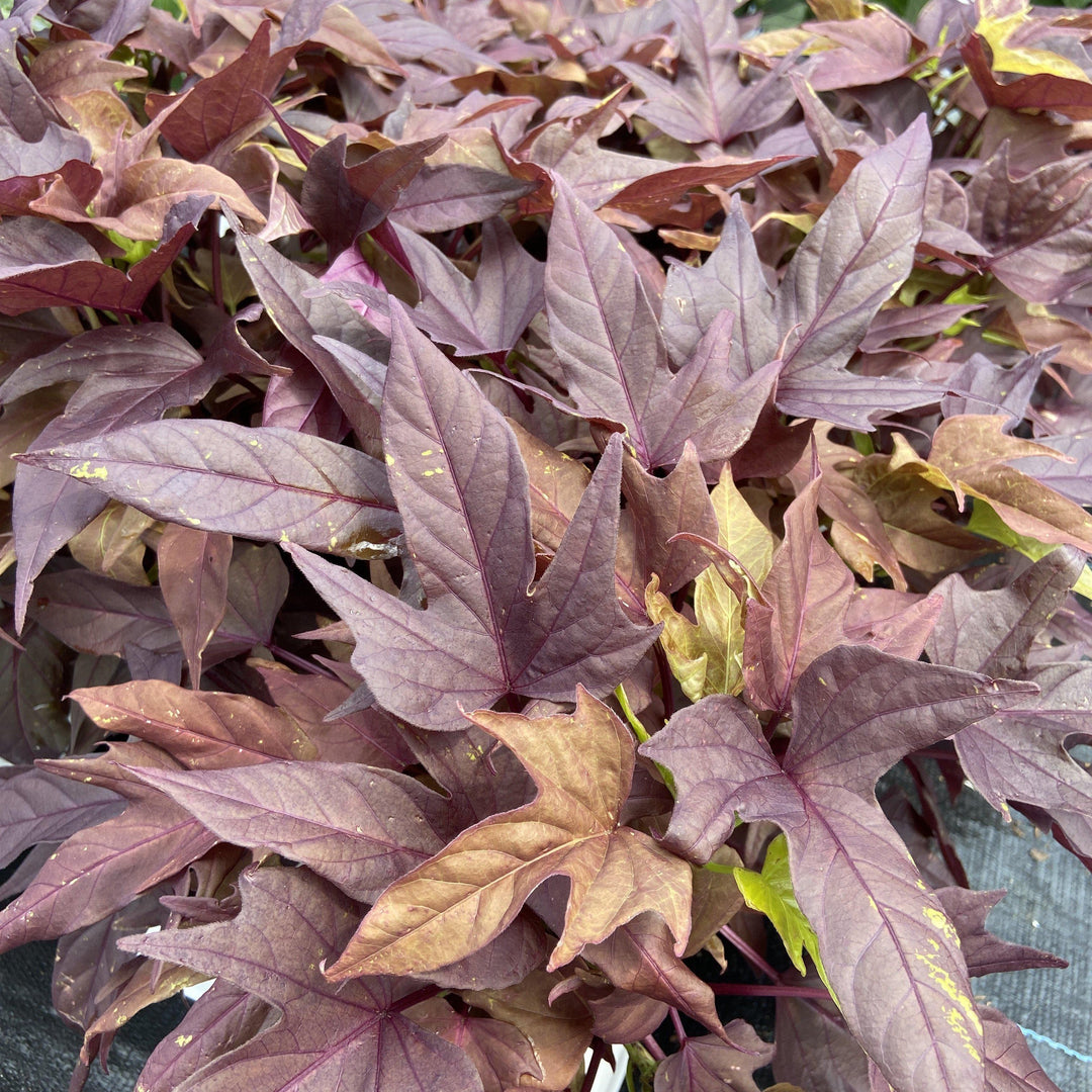Ipomoea hybrid ‘Sweet Caroline red hawk’ ~ Ornamental Sweet Potato Vine - Delivered By ServeScape