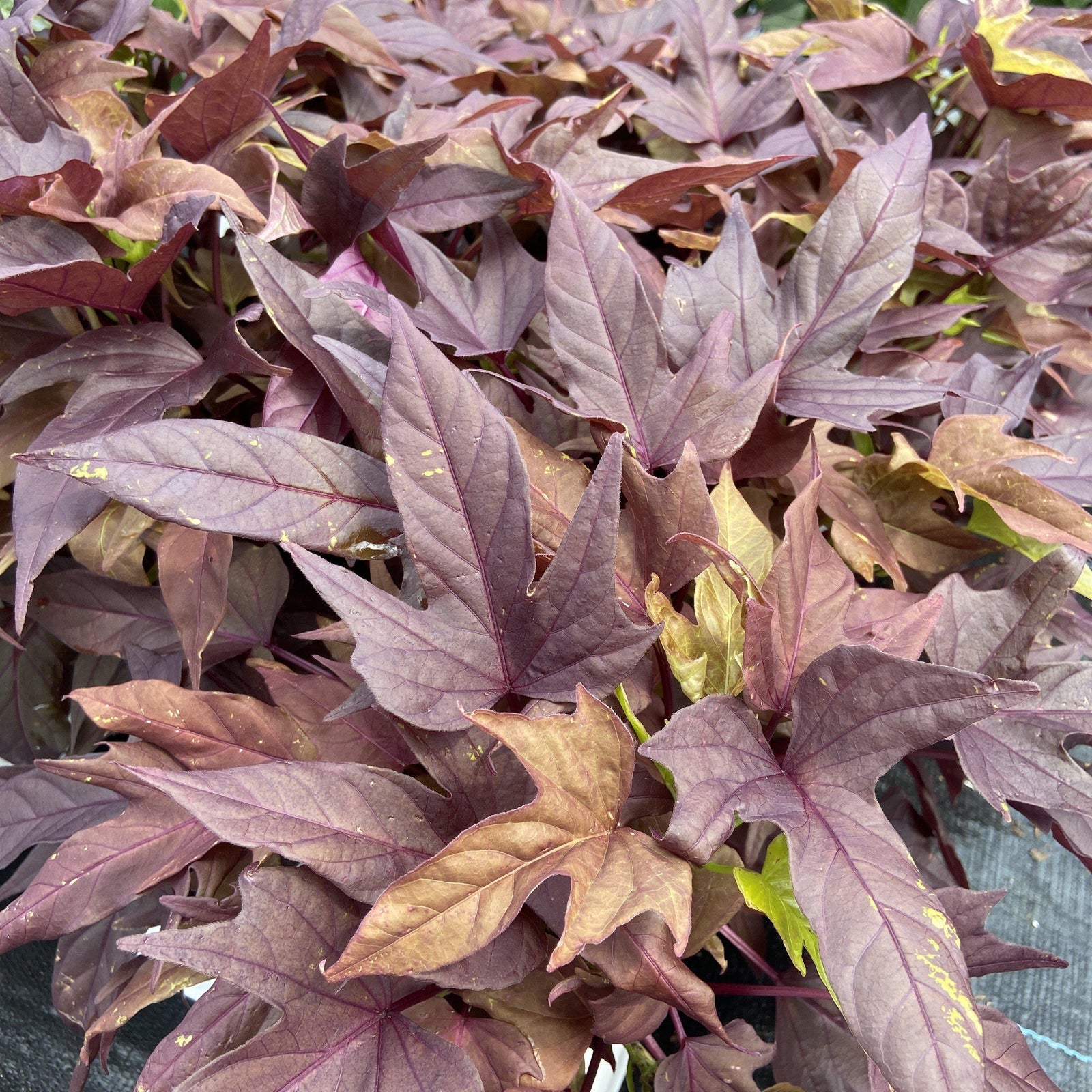 Ipomoea hybrid ‘Sweet Caroline red hawk’ ~ Ornamental Sweet Potato Vine - Delivered By ServeScape