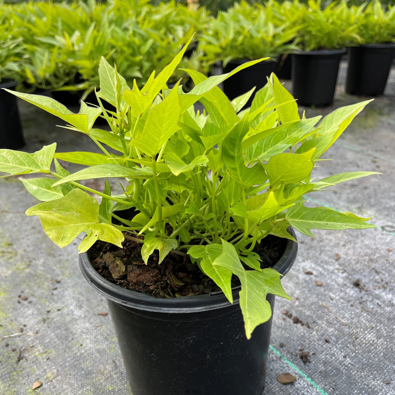 Ipomoea batatas 'Margie Compact' ~ Margie Compact Sweet Potato-ServeScape