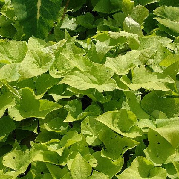 Ipomoea batatas ‘Sweet Georgia Light Green’ ~ Sweet Georgia® Light Green Sweet Potato-ServeScape