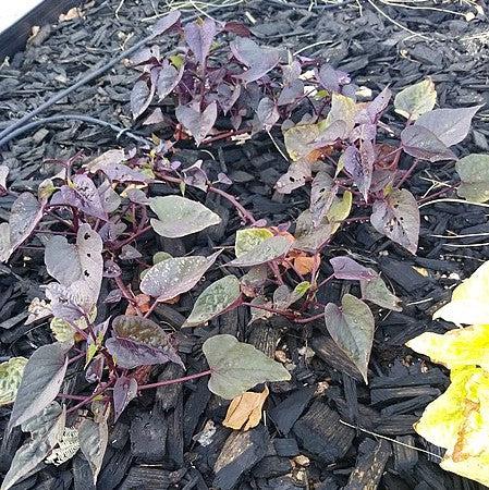 Ipomoea batatas ‘Sweet Georgia Heart Purple' ~ Sweet Georgia® Heart Purple Sweet Potato-ServeScape