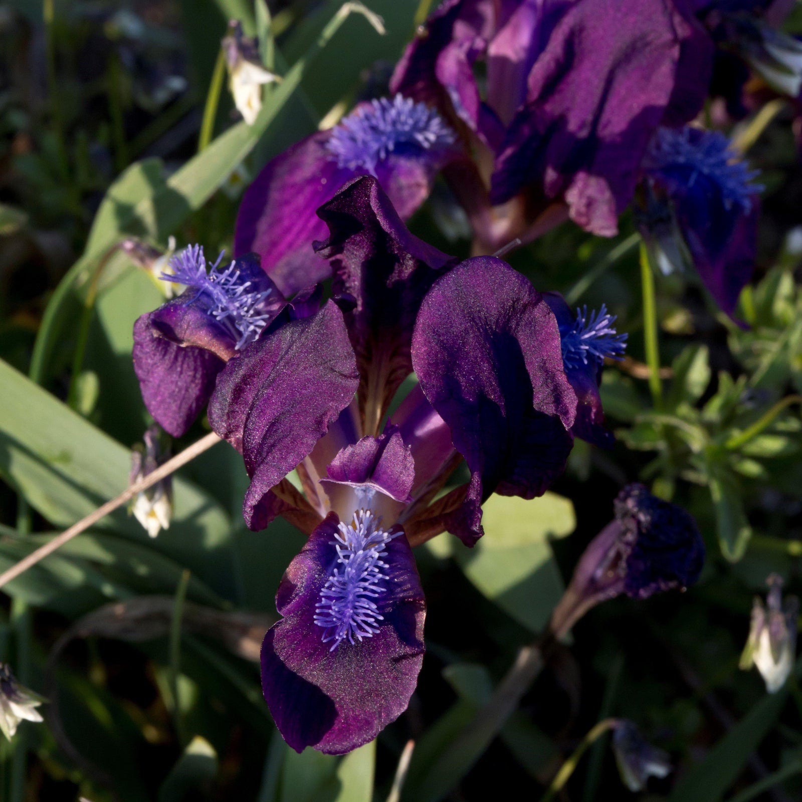 Iris 'Cherry Garden' ~ Cherry Garden Iris-ServeScape
