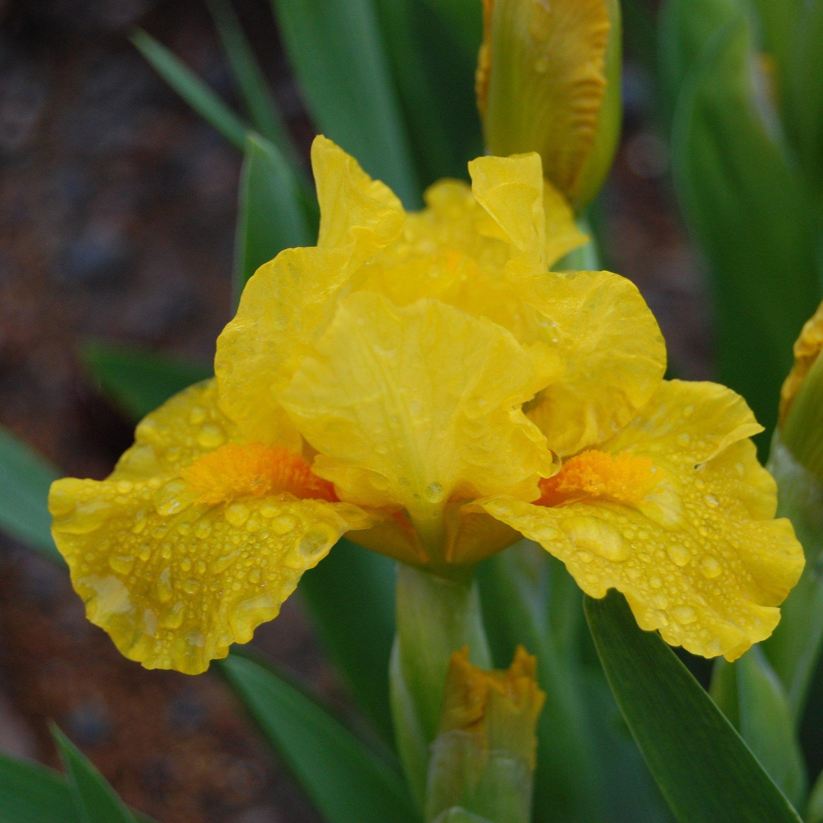 Iris 'Orange Caper' ~ Orange Caper Dwarf Bearded Iris-ServeScape
