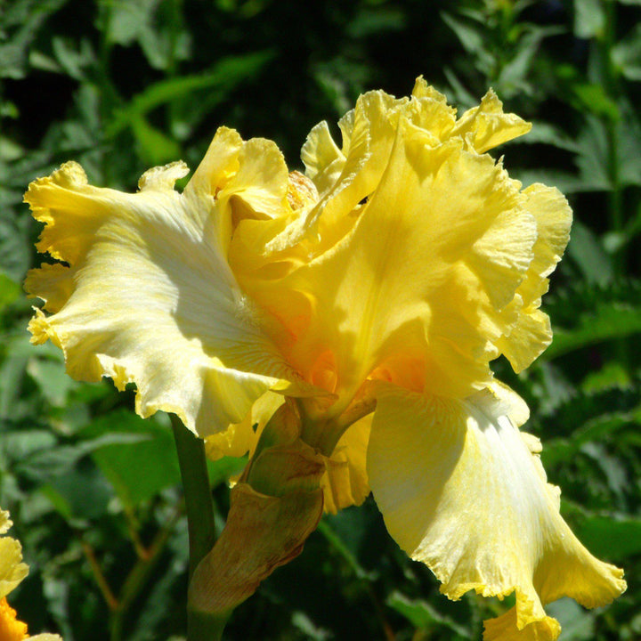 Iris 'Summer Olympics' ~ Summer Olympics Reblooming Bearded Iris-ServeScape