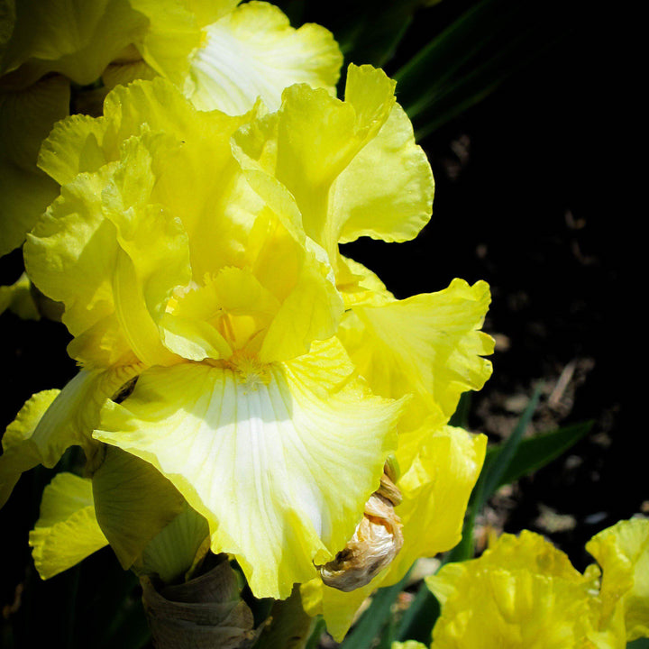 Iris 'Summer Olympics' ~ Summer Olympics Reblooming Bearded Iris-ServeScape