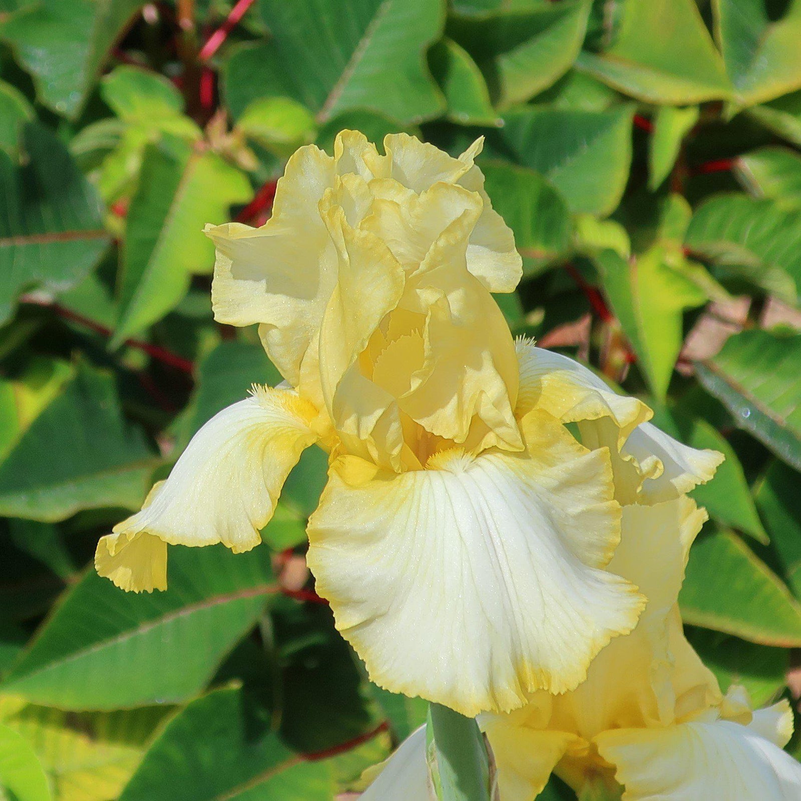 Iris 'Summer Olympics' ~ Summer Olympics Reblooming Bearded Iris-ServeScape