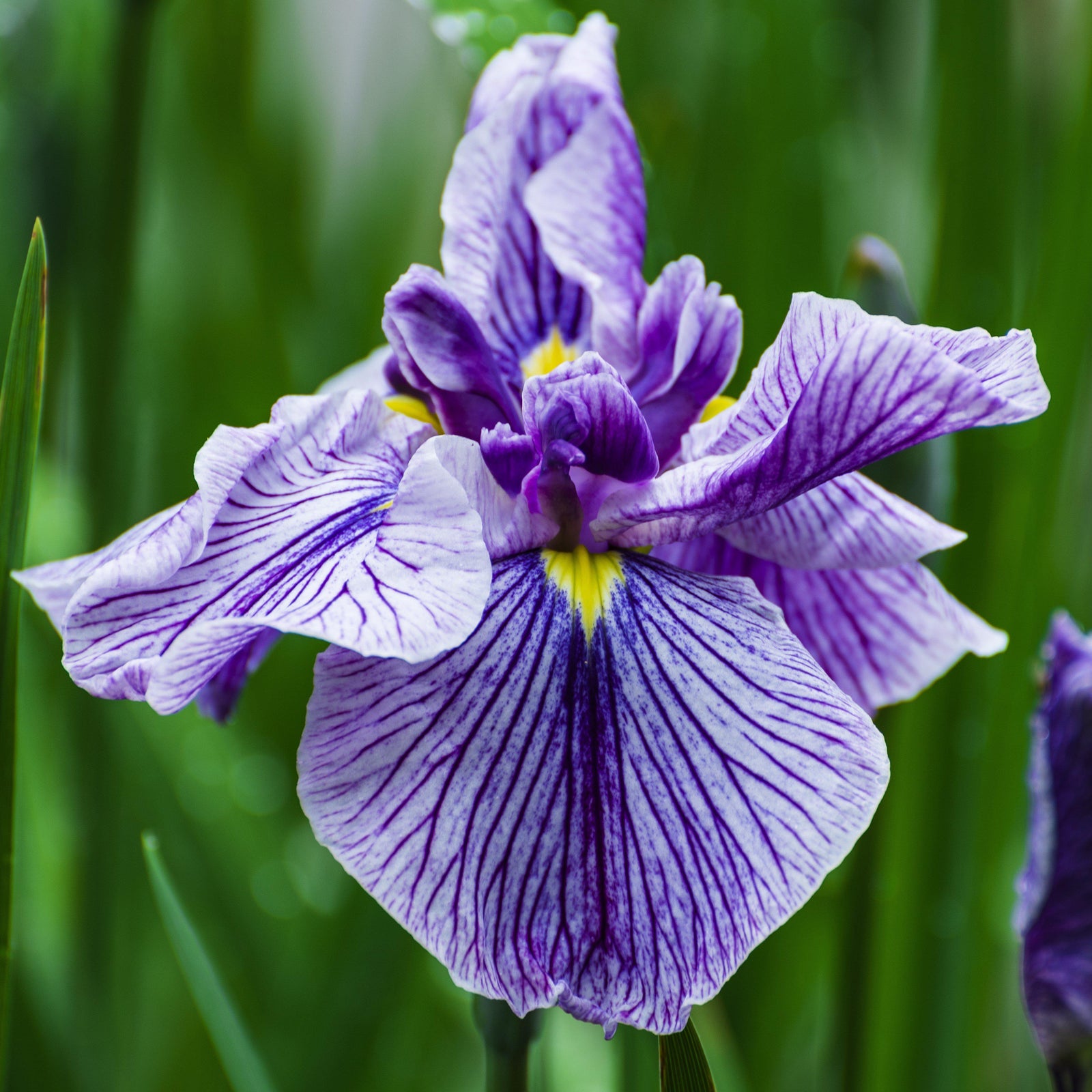 Iris ensata 'Flying Tiger' ~ 'Flying Tiger' Japanese Iris