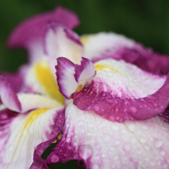 Iris ensata 'Lion King' ~ Lion King Japanese Iris-ServeScape
