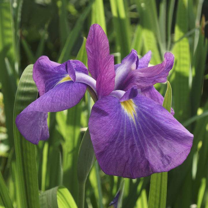 Iris ensata 'Loyalty' ~ Loyalty Japanese Iris-ServeScape