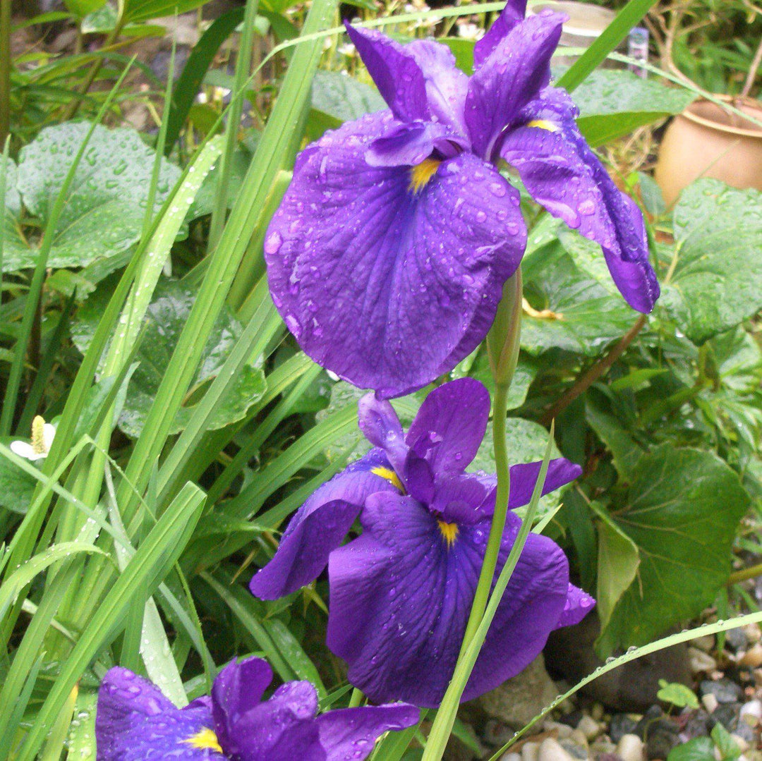 Iris ensata 'Loyalty' ~ Loyalty Japanese Iris-ServeScape