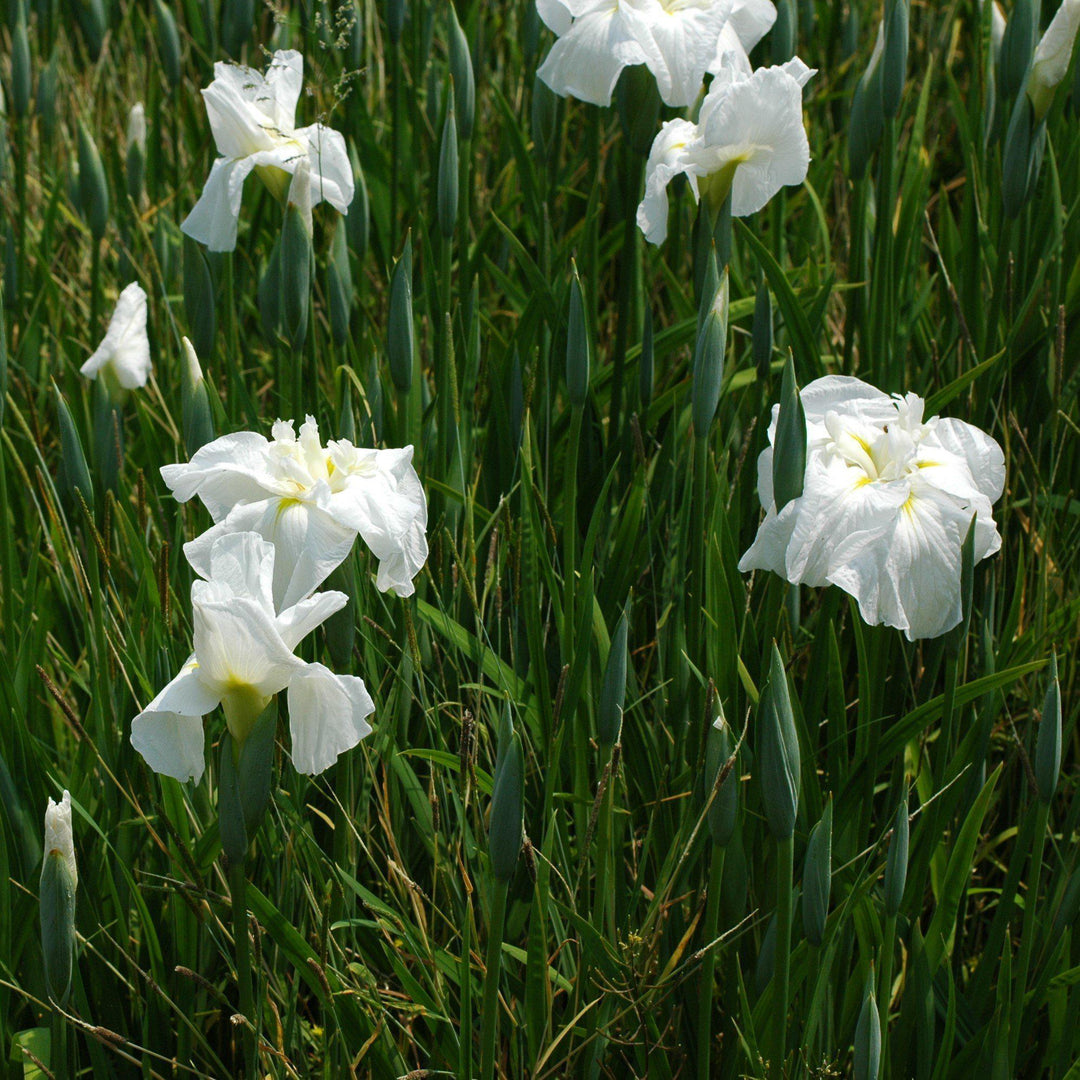 Iris ensata 'Moonlight Waves' ~ Moonlight Waves Japanese Iris-ServeScape