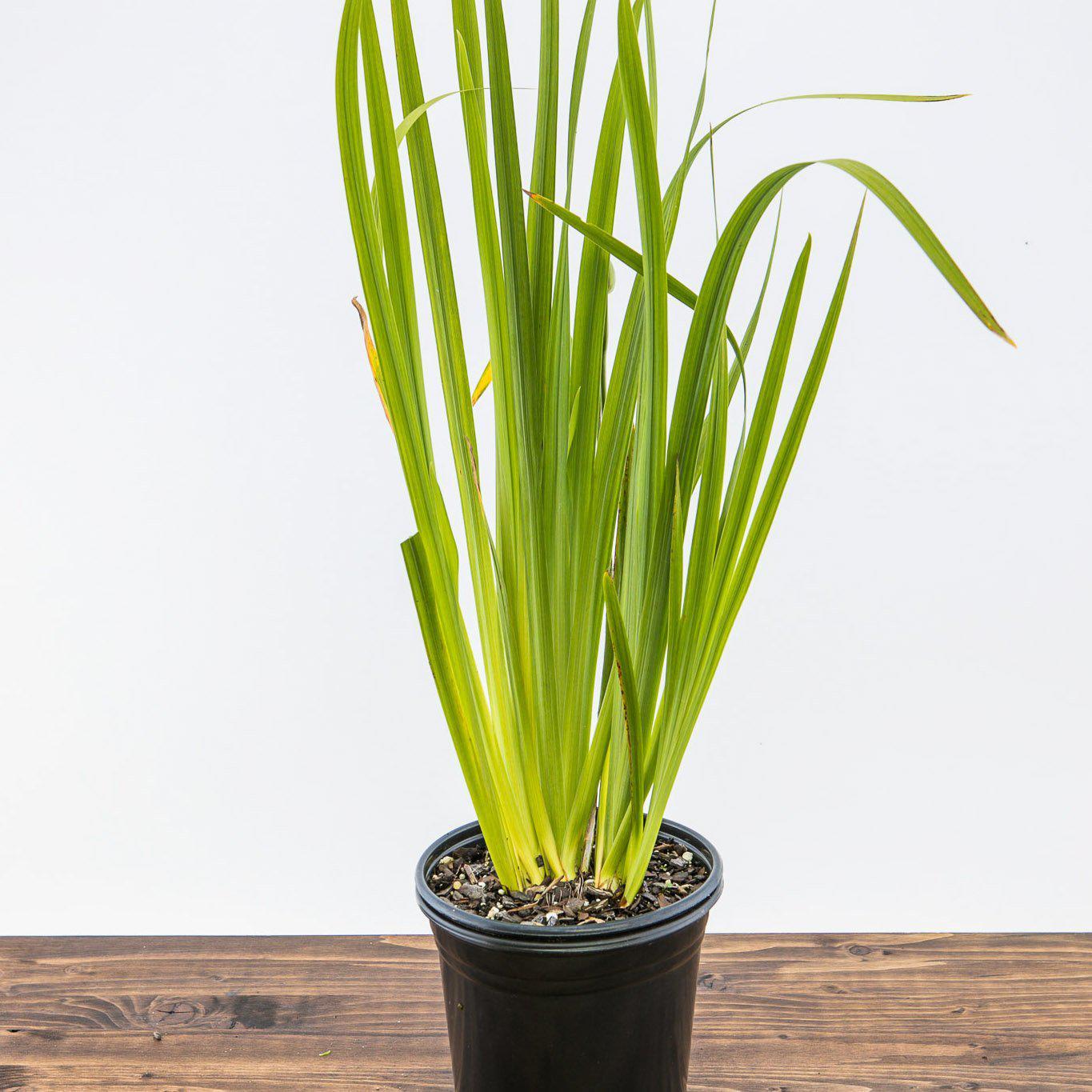 Iris ensata 'Mount Fuji' ~ Mount Fuji Japanese Iris - Delivered By ServeScape