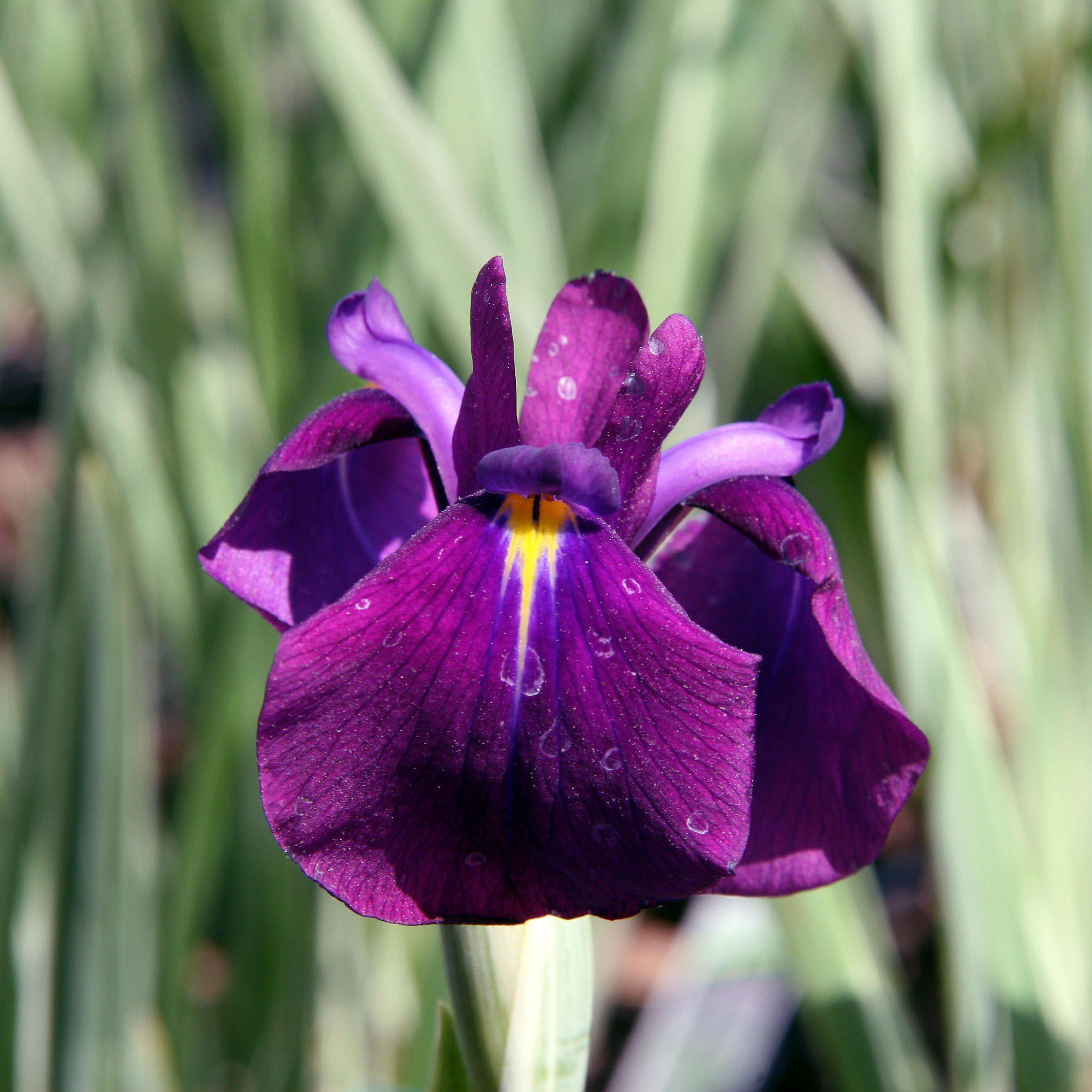 variegated japanese water iris
