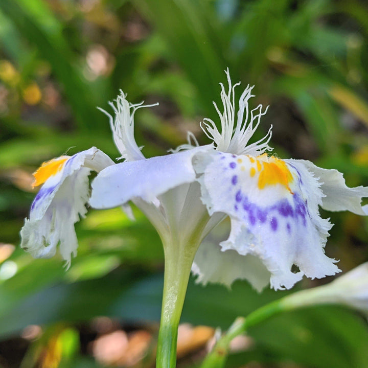 Iris japonica 'Eco Easter' ~ Eco Easter Fringed Iris-ServeScape