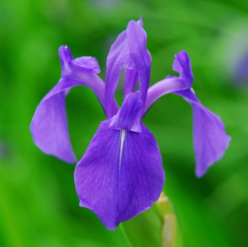 Iris laevigata 'Variegata' ~ Variegated Rabbit-Ear Iris-ServeScape