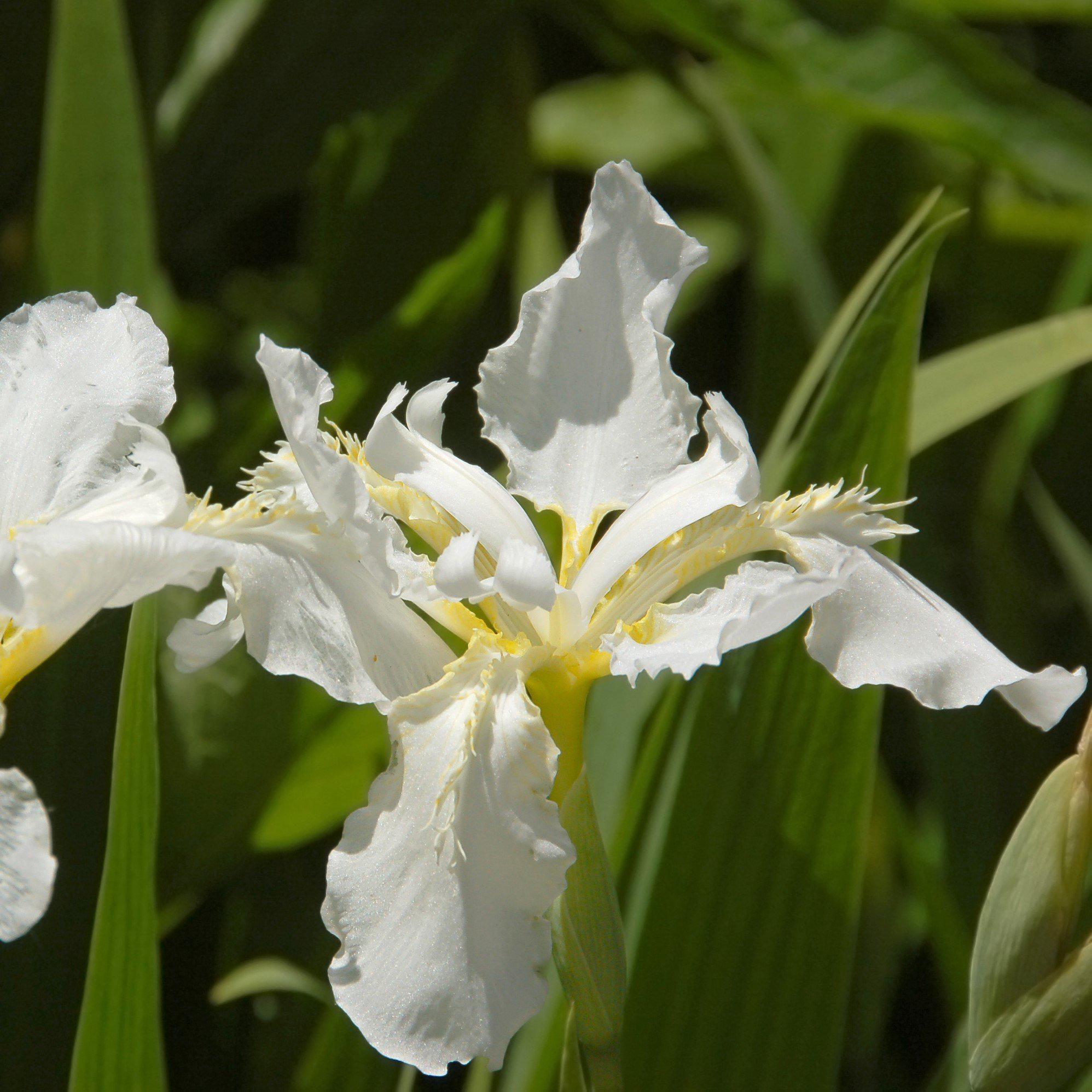 white iris lily Snow Queen Siberian Lily