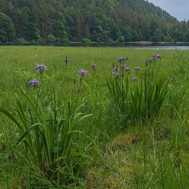 Iris versicolor ~ Northern Blue Flag Iris, Harlequin Blue Flag-ServeScape