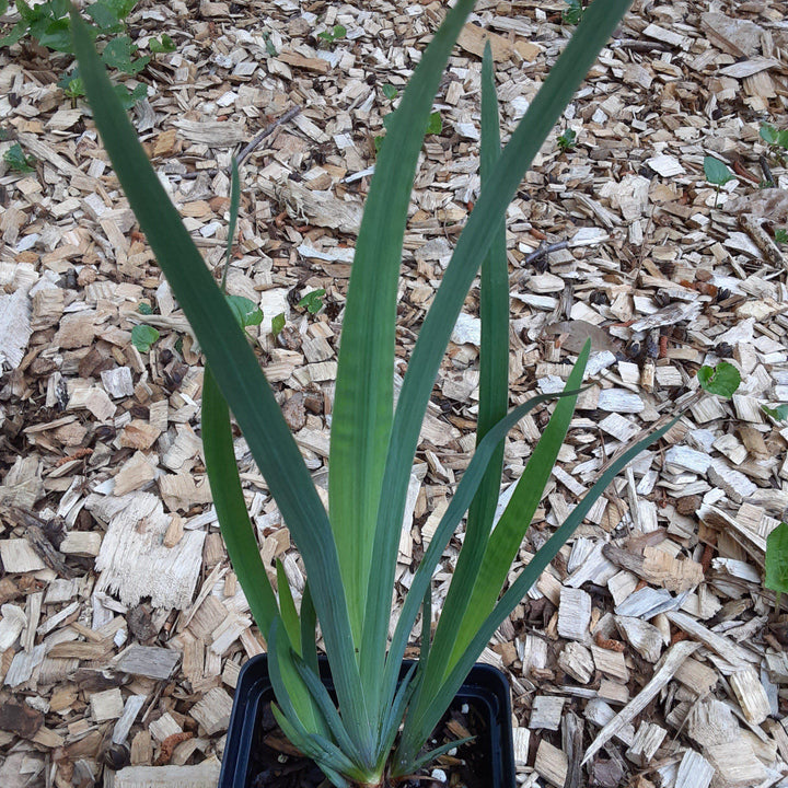 Iris versicolor ~ Northern Blue Flag Iris, Harlequin Blue Flag-ServeScape