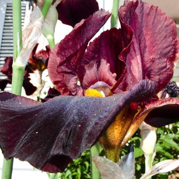 Iris germanica 'Raptor Red' ~ Raptor Red Bearded Iris-ServeScape