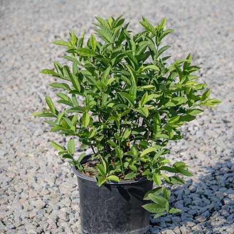 Itea virginica 'Henry's Garnet' ~ Henry's Garnet Sweetspire - Delivered By ServeScape