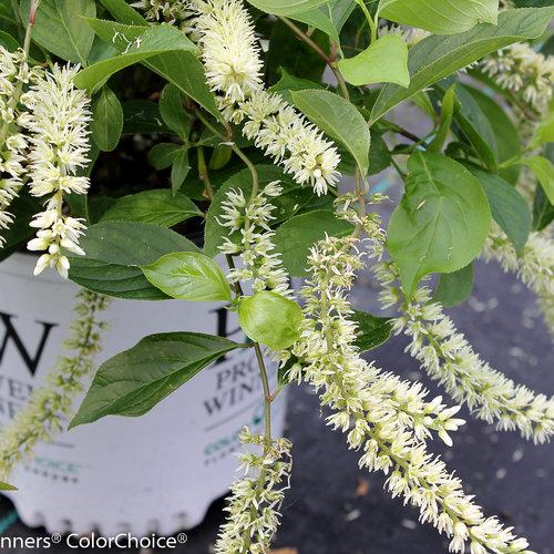 Itea virginica 'Sprich' ~ Little Henry® Sweetspire-ServeScape