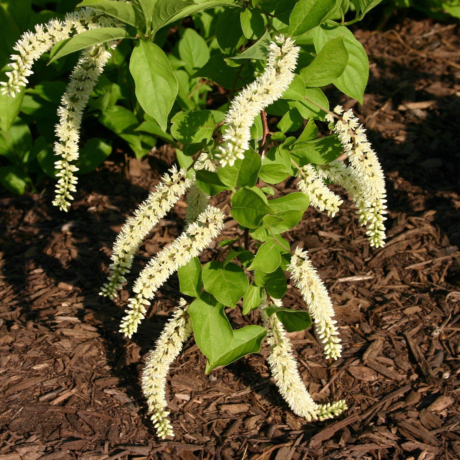 Itea virginicia ~ Sweetspire - Delivered By ServeScape