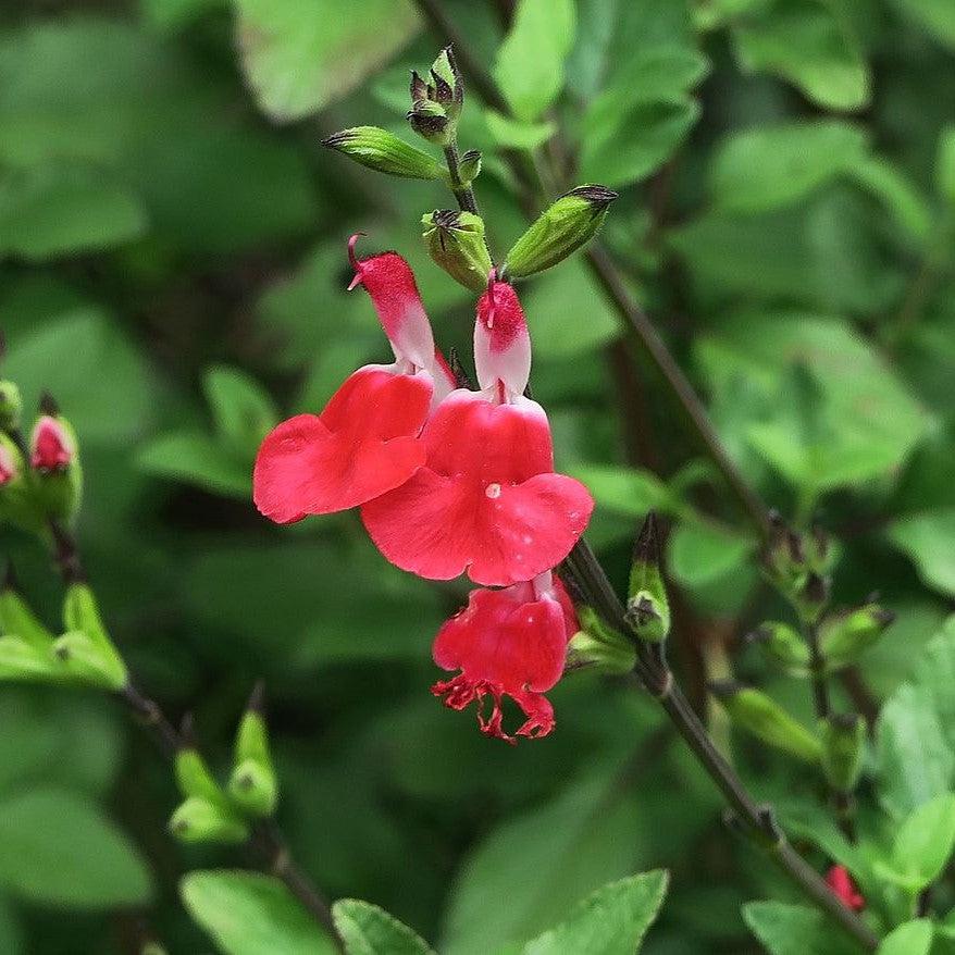 Salvia microphylla 'Hot Lips' ~ Hot Lips Salvia-ServeScape