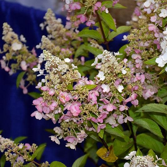 Hydrangea paniculata 'Hpopr013' ~ Lava Lamp® Candlebra® Hydrangea-ServeScape