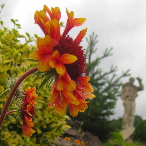 Gaillardia 'Copper Sun' ~ Spintop™ Copper Sun Blanket Flower-ServeScape