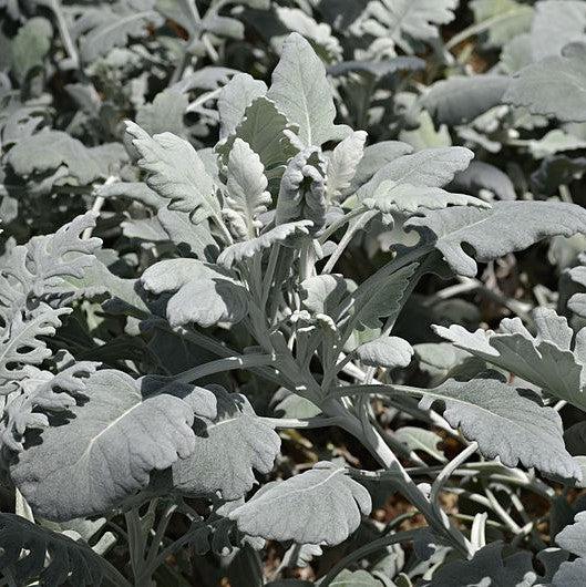 Senecio cineraria 'Cirrus' ~ Cirrus Dusty Miller-ServeScape