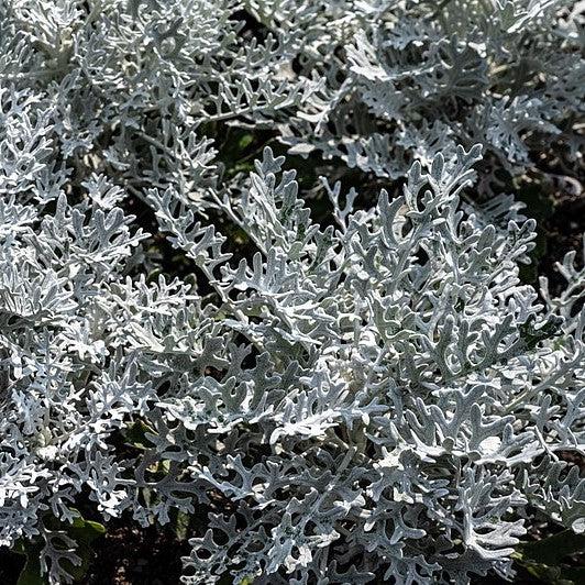 Senecio cineraria 'Silverdust' ~ Silverdust Dusty Miller-ServeScape