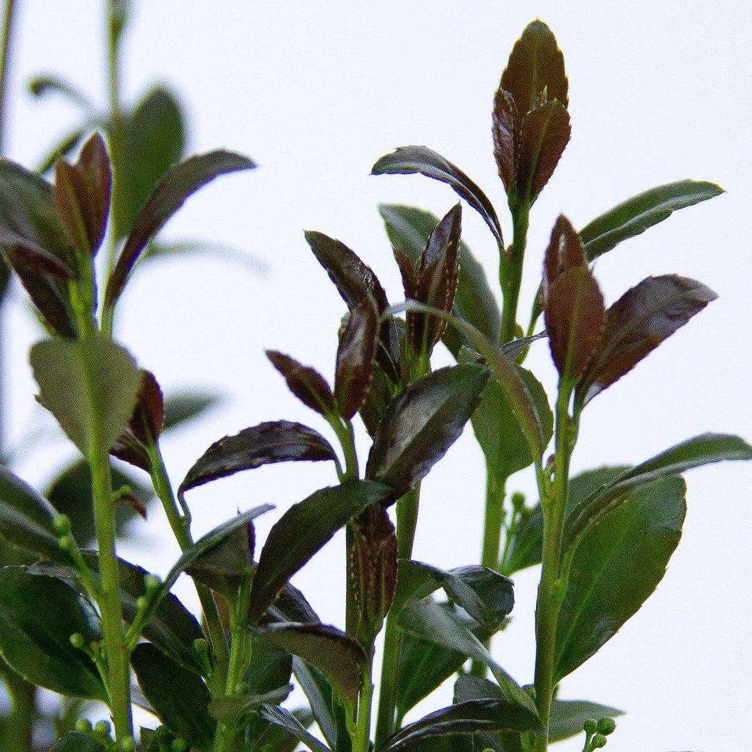 Ilex x 'RutHol3' ~ Jade Lance® Japanese Holly-ServeScape