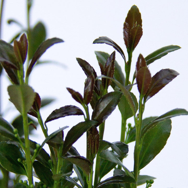 Ilex x 'RutHol3' ~ Jade Lance® Japanese Holly-ServeScape