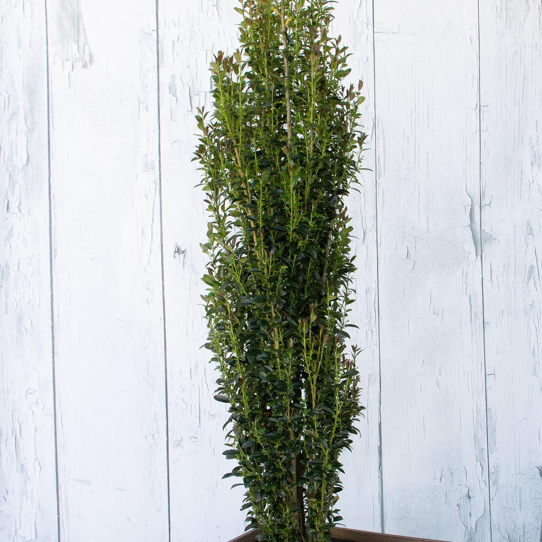 Ilex x 'RutHol3' ~ Jade Lance® Japanese Holly-ServeScape